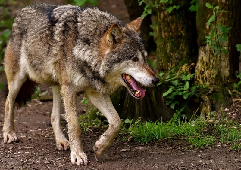 White Wolf